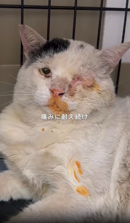 寝転ぶ猫
