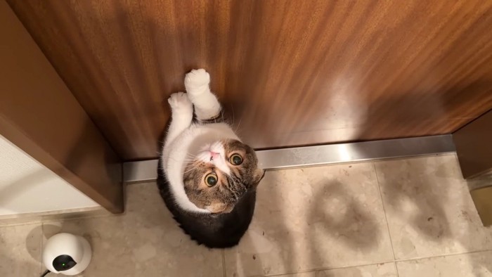 見上げる姿