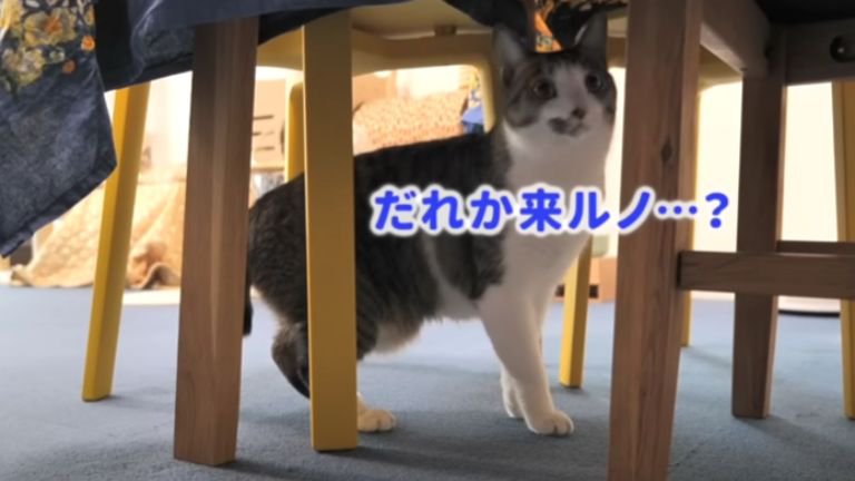 室内にいる猫