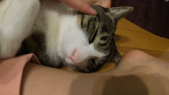 耳元を撫でられている猫