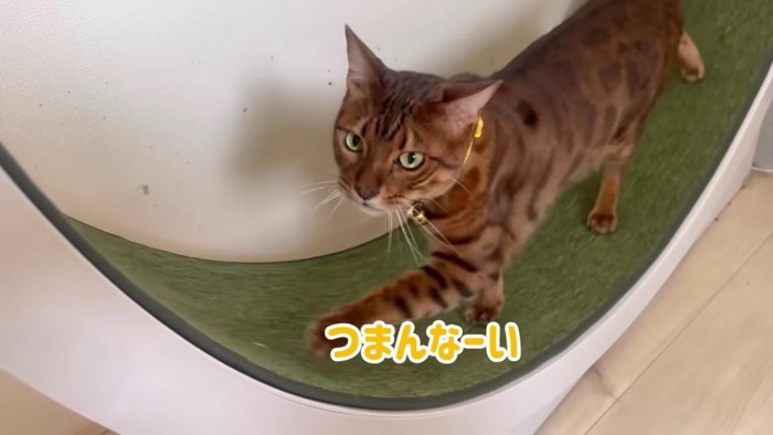 走りながら訴える猫