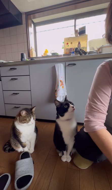 2匹並んで座っておばあちゃんを見上げている黒白ハチワレ