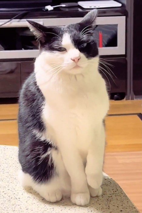 おすわりするハチワレ猫