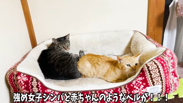 猫用ベッドの中の2匹の猫