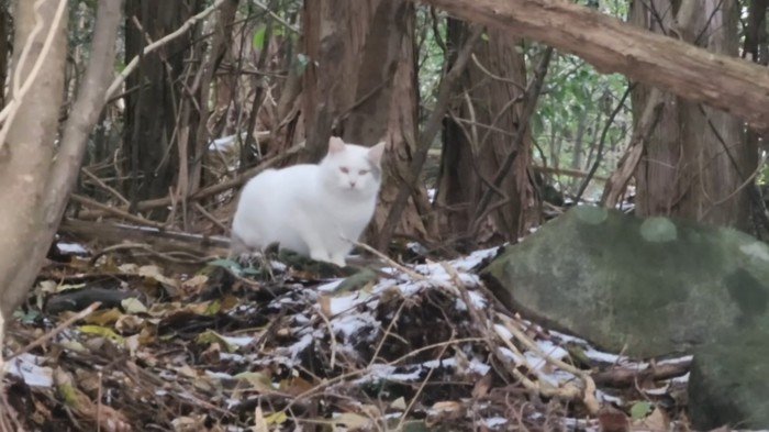 山奥にいる猫