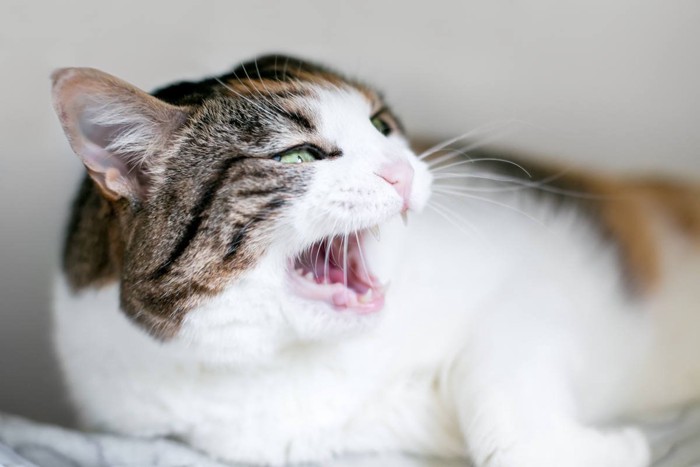 威嚇する猫