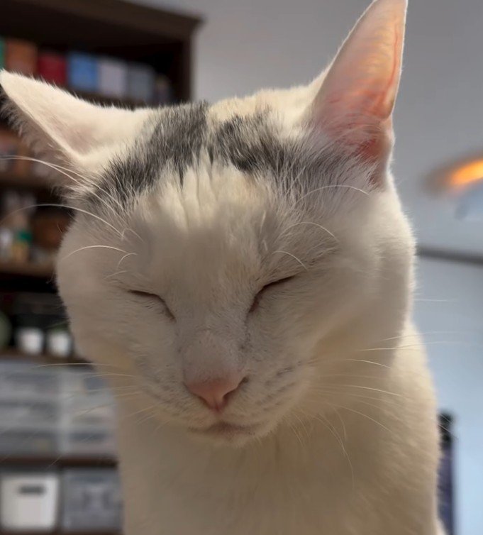 目を閉じる猫