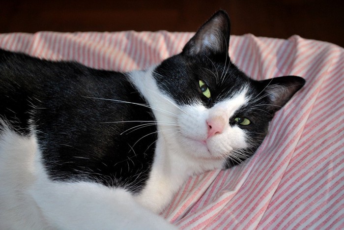 枕の上の黒白猫
