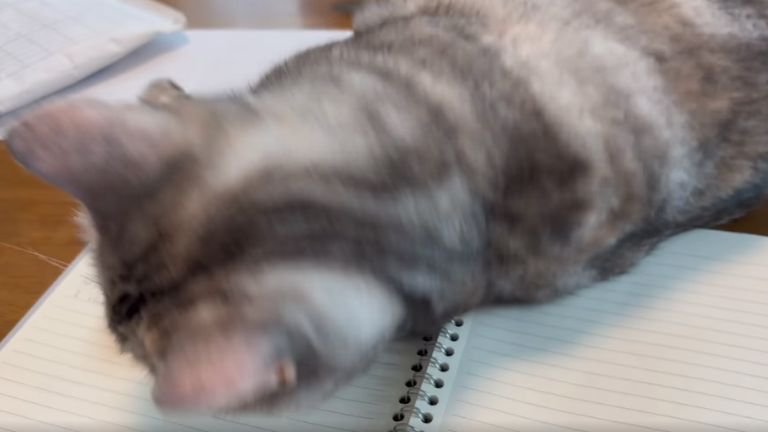 ノート上の猫