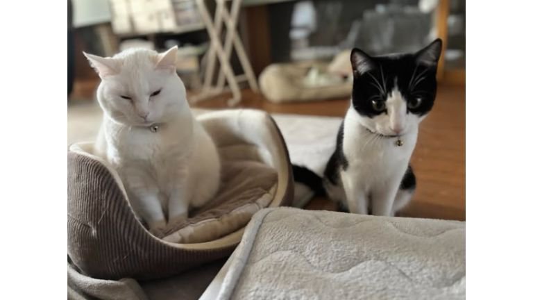室内にいる猫