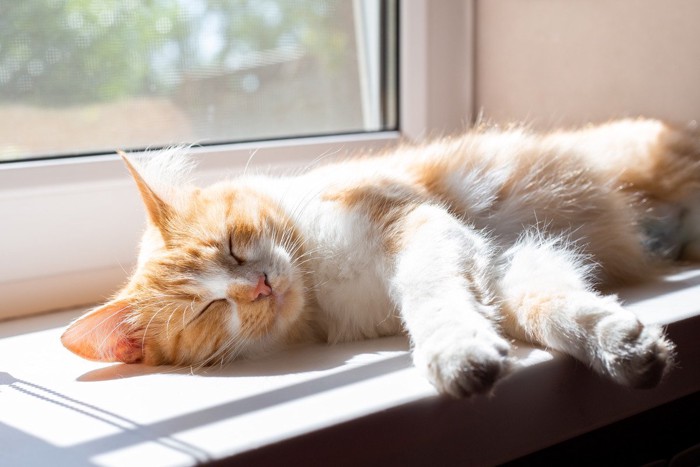 窓辺でくつろぐ猫
