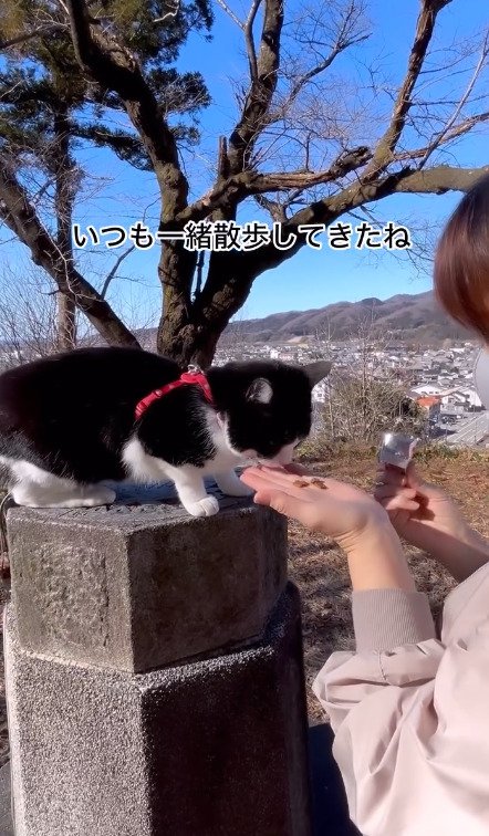 石の上で餌をもらう猫