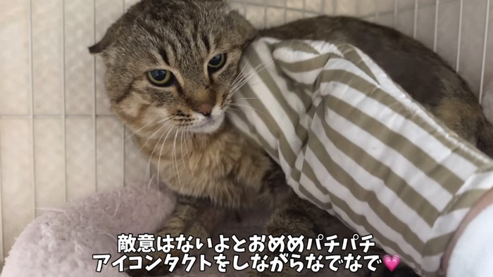 アイコンタクトで落ち着くたこやきくん