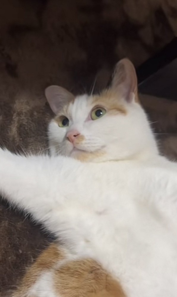 カーペットに仰向けに寝る三毛猫