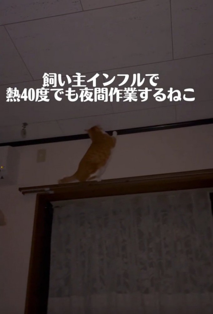 動き回る猫