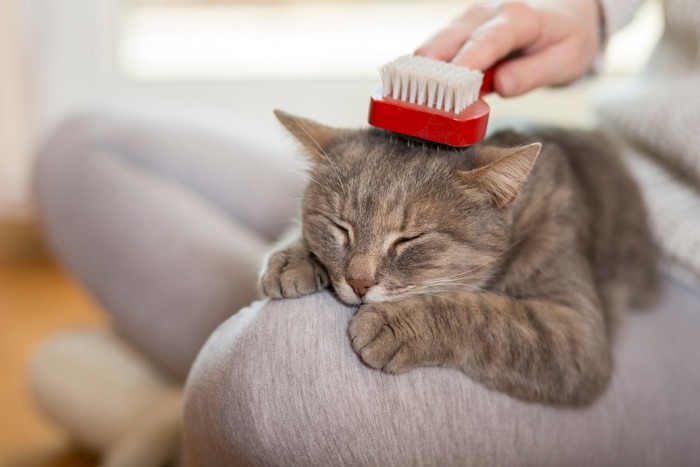 ブラッシングしてもらう猫