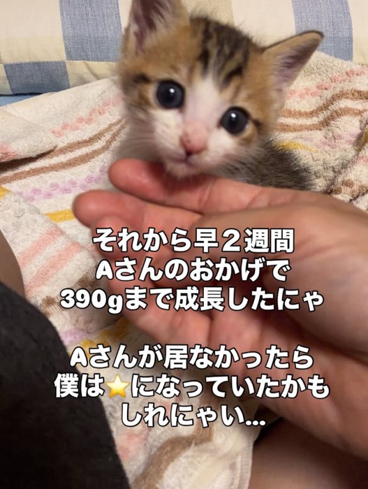 あごをなでられる子猫
