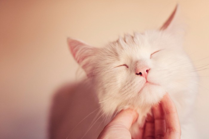 顎の下を撫でられる白猫