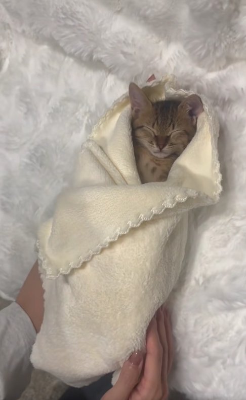 白いタオルに包まれて寝ている子猫
