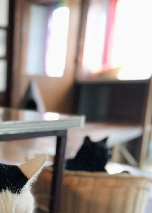 カゴの中でくつろぐ黒猫