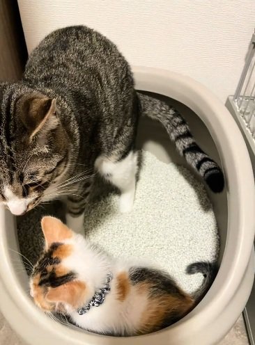 一緒に入れ物に入っているキジトラ猫と三毛の子猫