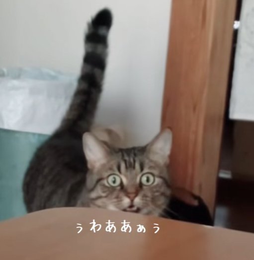 テーブルの前で正面みて口を開ける猫（ぅわああぁぅ）