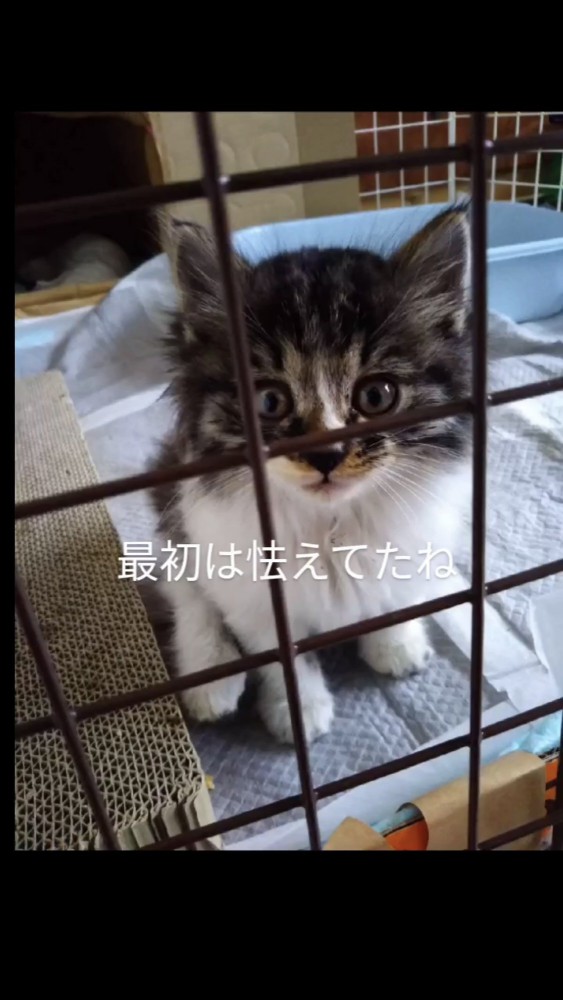 ケージの中にいる子猫