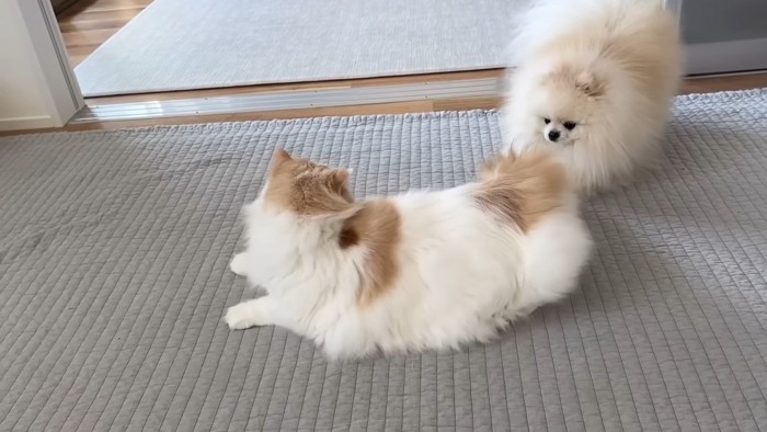 猫のしっぽにじゃれつく犬