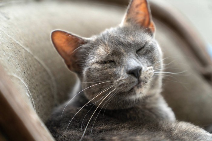 薄目を開けたロシアンブルー