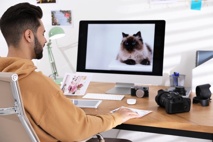 パソコンで猫の画像を見る人