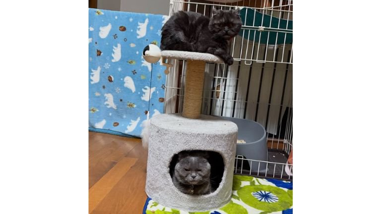 室内にいる猫たち