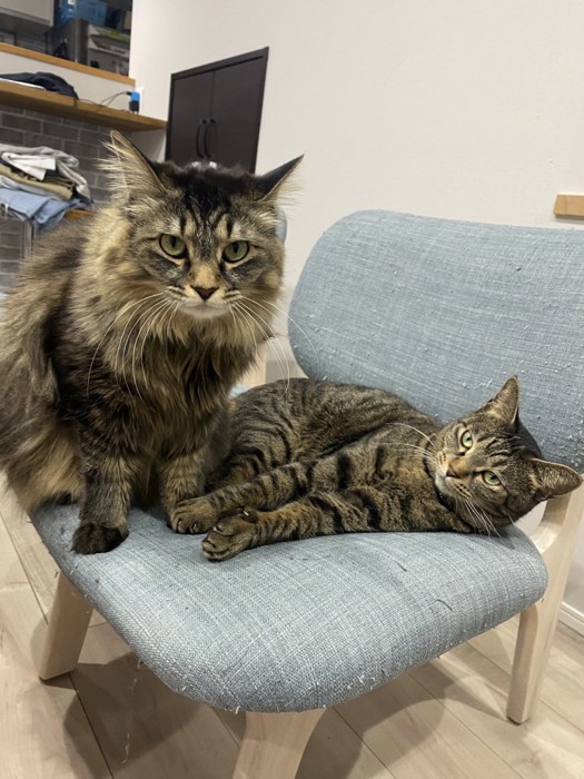 椅子の上に座る長毛の猫と寝そべる短毛の猫