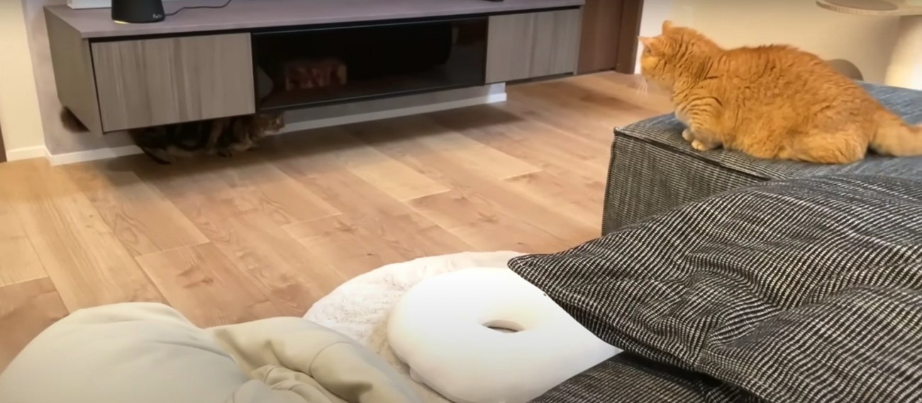 追いかけっこをする2匹の猫