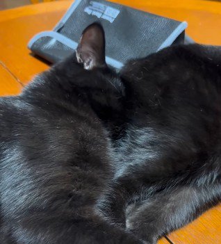 おしりにすっぽり顔を埋める猫