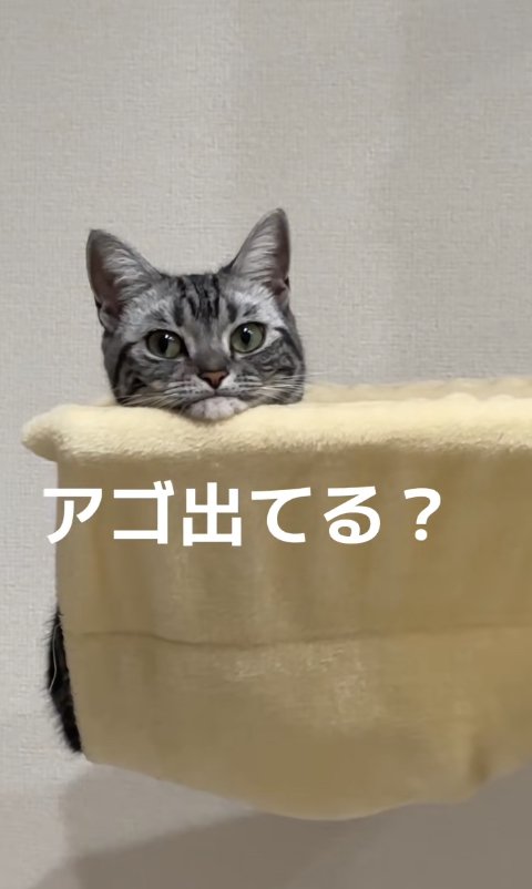 ハンモックの中にいるやや画面左側を見ている猫「アゴ出てる？」