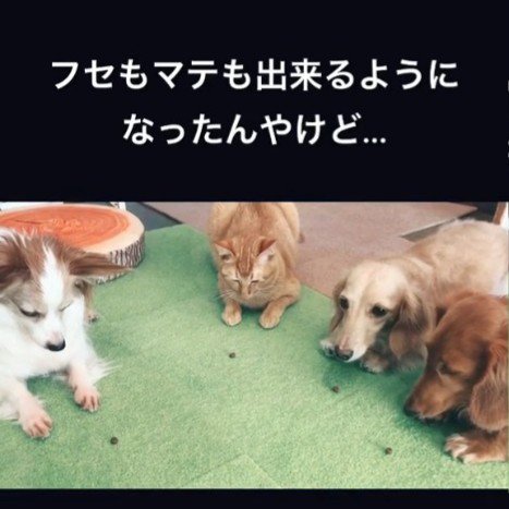 おやつを見つめる犬とねこ