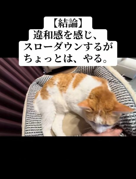 ベッドの中にいる猫
