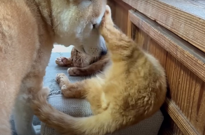 左後足を柴犬の額に当てる猫