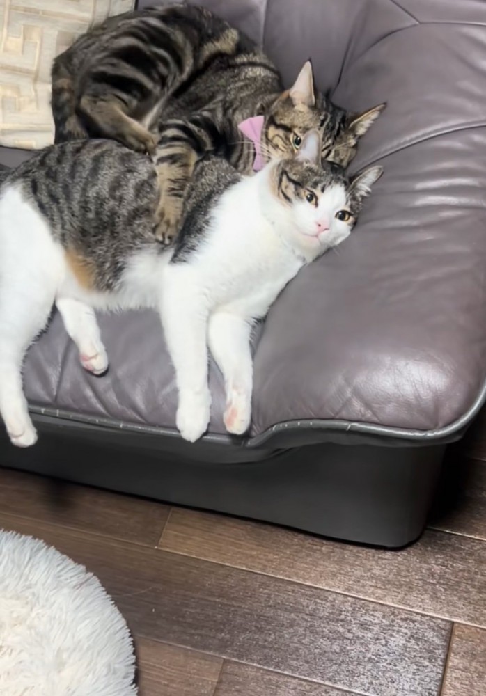 寄り添う猫たち