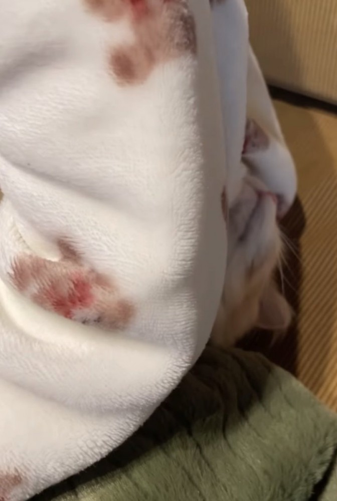 顔を少しだけ出す猫