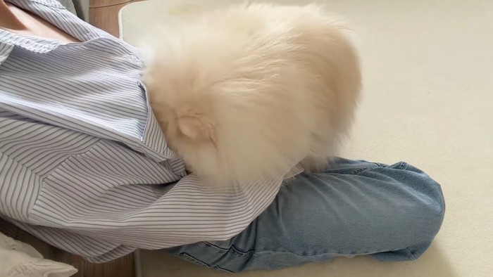 顔を埋める犬