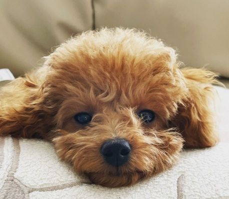 【獣医師監修】トイプードルってどんな犬種？特徴と性格や飼い方・価格相場まで解説