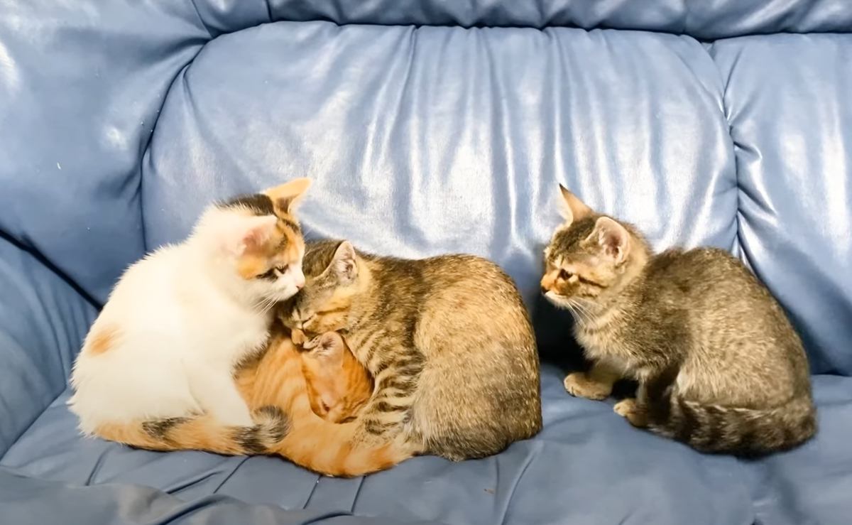 話題　テスト４