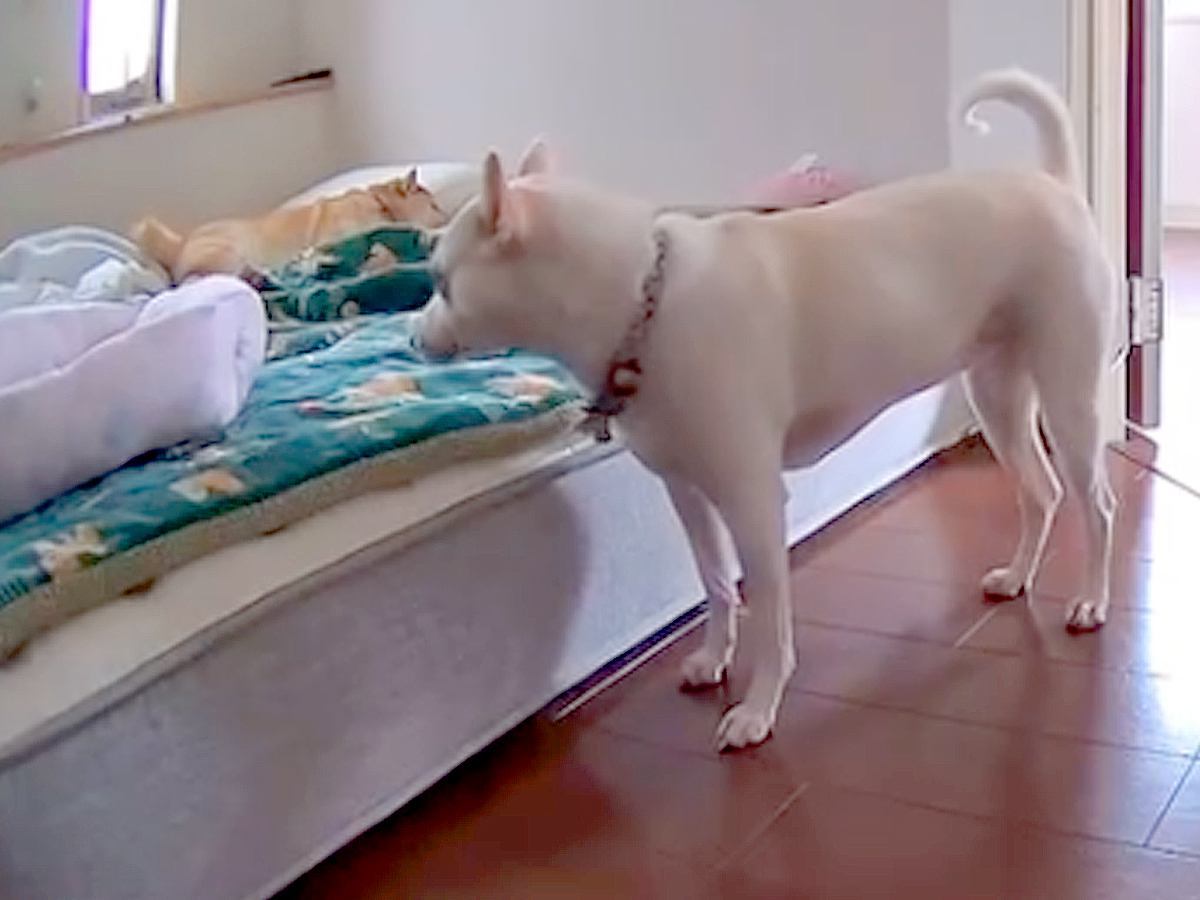 寝起きが悪いお姉ちゃん犬→妹犬がベッドに近づいた次の瞬間…起こさないよう気を遣って見せた『まさかの行動』が18万再生「健気でかわいい」