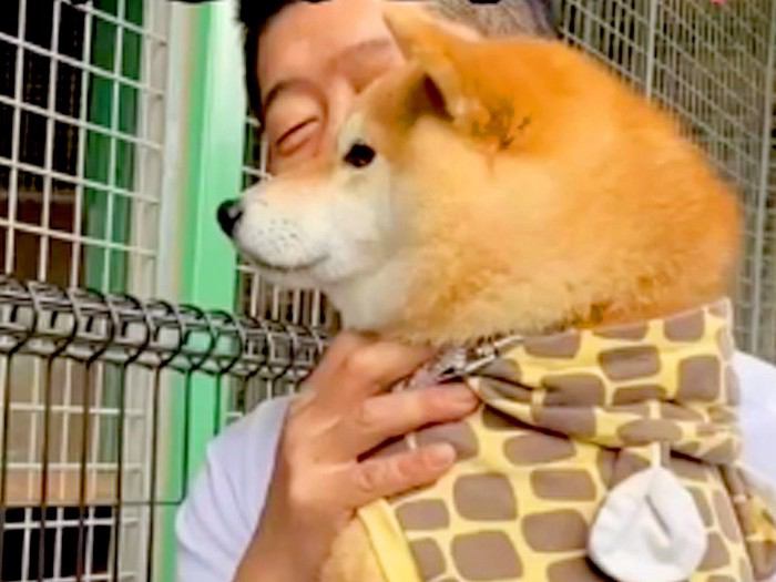 動物園で初めて『トラ』を見た犬→お父さんに抱っこしてもらっているのに…まるで人間の子供のような反応が42万再生「怖いねｗ」「微笑ましい」