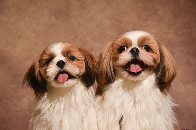 犬種記事用パーツHTMLフォーマット