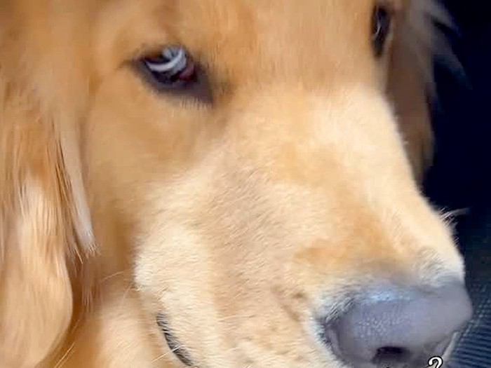 『ちょっと口の中、見せてくれる？』大型犬に声を掛けた結果→『まさかの態度』に爆笑「悪い顔選手権優勝ｗ」「現行犯逮捕で草」と61万再生