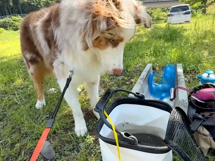初めて『釣れたての魚』を見た犬→ぴちぴちと跳ねている光景に…100点満点なリアクションが9万再生「ガン見ｗ」「ピュアすぎて可愛い」