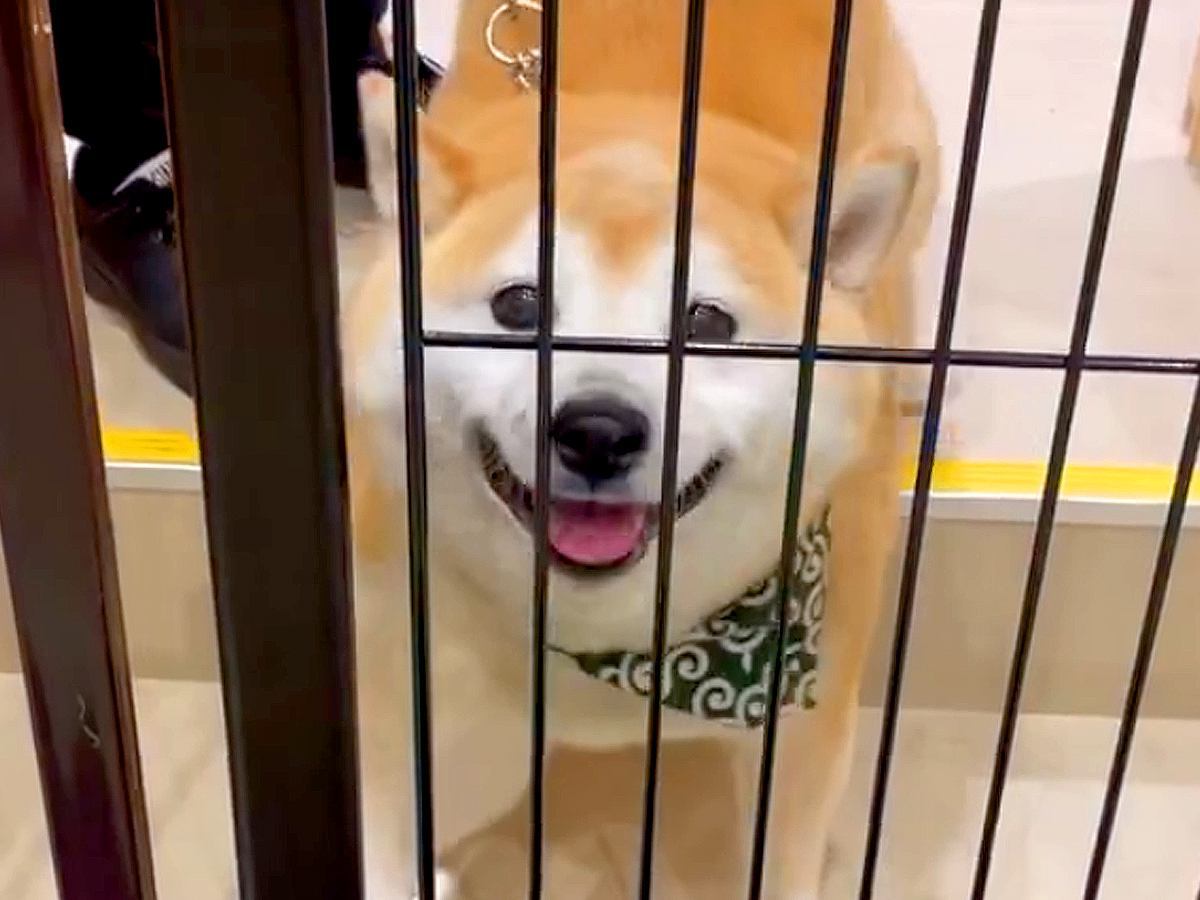 2時間、犬をシャンプーのため預けようとした次の瞬間…離れたくなくなる『お別れをする光景』が13万再生「なんてかわいい」「鳴き声たまらん」