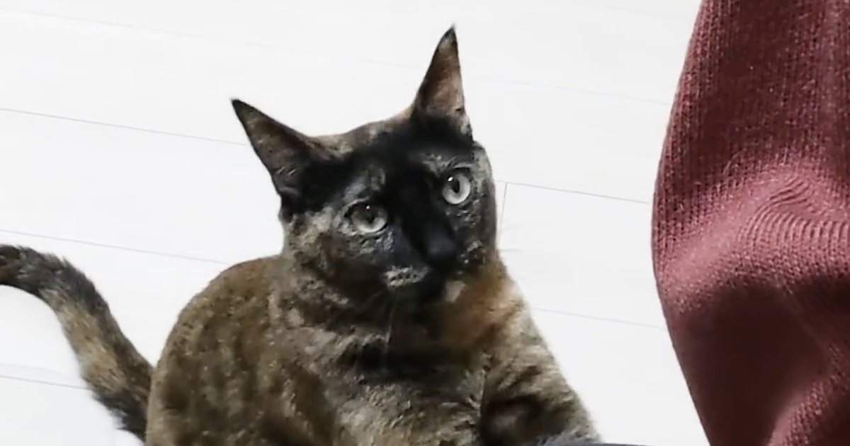 リラックスしすぎ猫